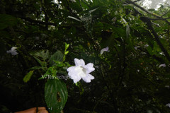 Strobilanthes gracilis